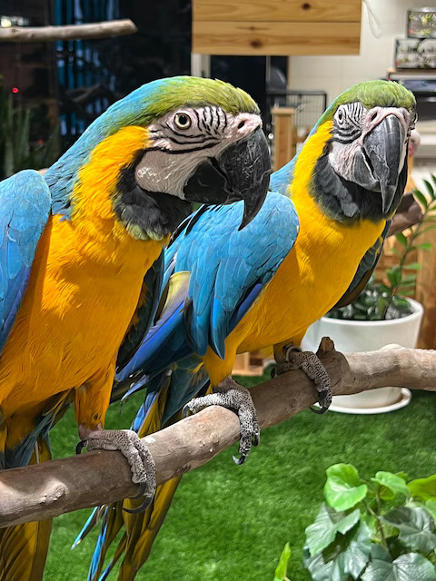 Ammu’s Pets & Kennels